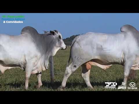 LOTE 65 - DUPLO - 16º Mega Leilão Genética Aditiva e Convidados.