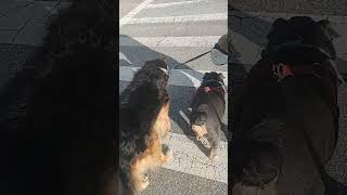 Teddy & Buddha, A Couple Of Monkees