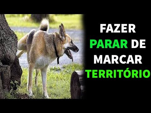 Vídeo: Fugindo De Casa E Marcando Território Em Cães