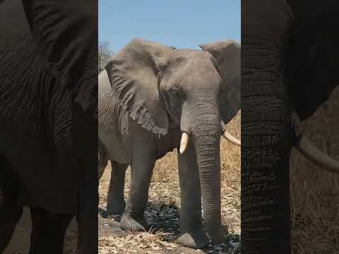 MAAJABU YA TEMBO MKONGA WAKE UNAVYOFANYA KAZI HASIRA NA UPOLE KUMBUKUKUMBU ZA KIJADI