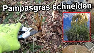 Pampasgras Richtig Schneiden Video Anleitung / Pampasgras Zurückschneiden