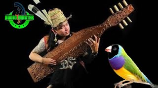 Audio Relaksasi, Suara Burung Plus Instrumen Musik Sape