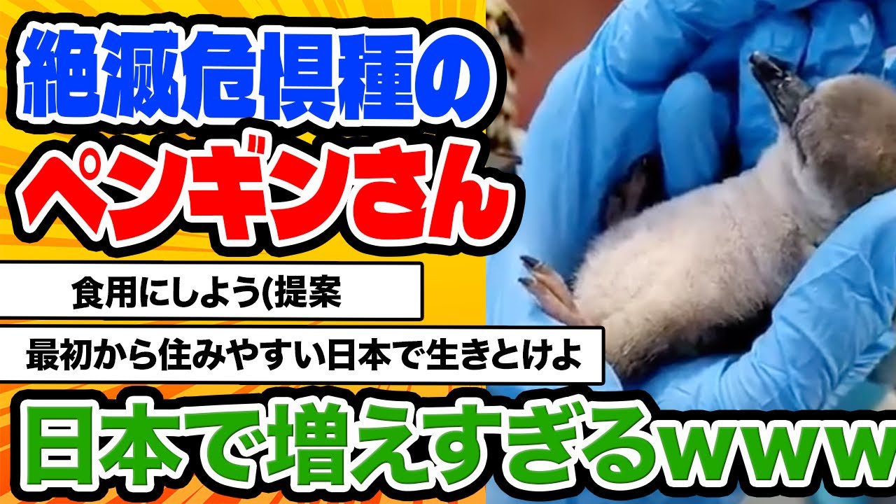 【2ch動物スレ】フンボルトペンギン、日本の気候に合いすぎて大繁殖ｗｗｗｗｗ