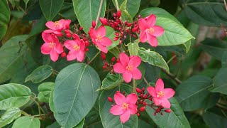 #shorts / شجيرة الجاتروفا  Jatropha integerrima