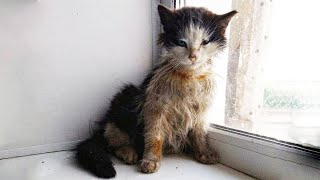 Sick Stray Kitty Asked To Warm Up In Shop! But People Chased Him Away!