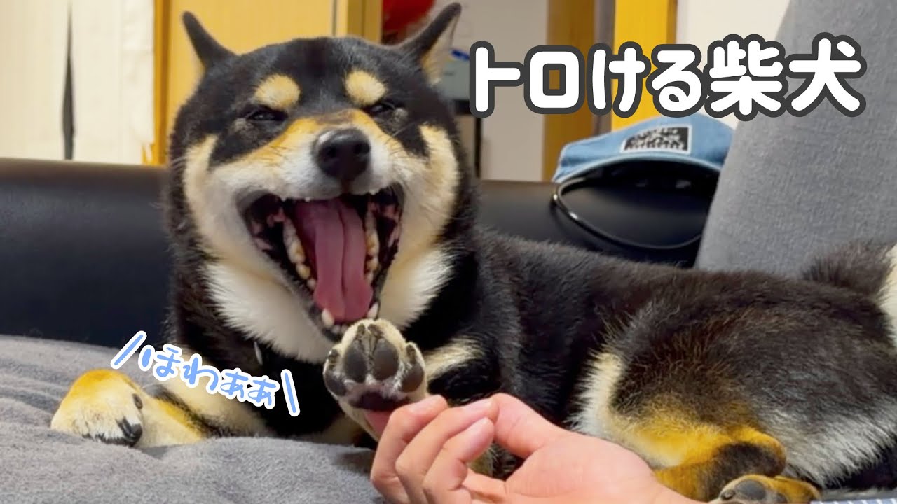 柴距離がバグっている兄弟、まろとぽん太。