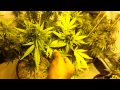 White Cookies &Crown Royal day 56 flowering - YouTube