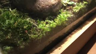 Millipede‘s Crawling (Time-Lapse)