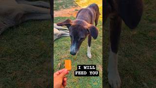 Feeding Poor Hungry Dogs Helping Stray Dogs