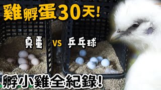 【雞】雞孵蛋30天(上)乒乓球冒充蛋!雞會孵?松鼠來作客!【許伯簡芝】雞19