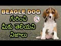 Beagle dog facts In Telugu | popular dog breed の動画、YouTube動画。