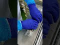 やわらかい昆布の「さば鮨【極】」