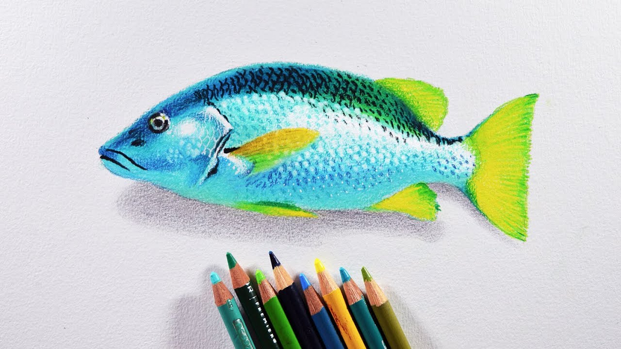 Featured image of post Colored Drawings Of Fish