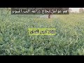 The Most Important Factors For The Success Of Cultivating Super Pulp To Obtain 750 Kg Per Acre 