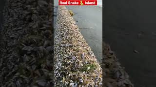 Snake ? Island snake live snakevideo snakes snakeisland snakerescue island huge snakebite