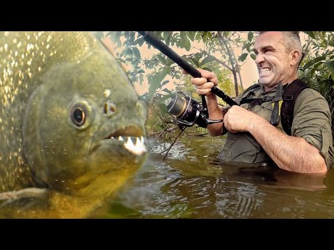 JE PÊCHE DES PIRANHAS POUR FAIRE DES APPÂTS - Cyril Chauquet
