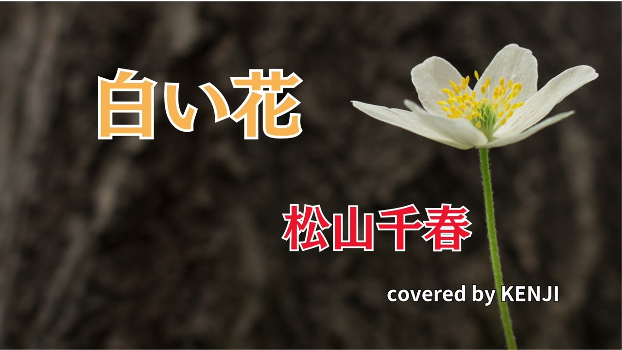 風は旅人 白い花 シングル 白い花 - YouTube