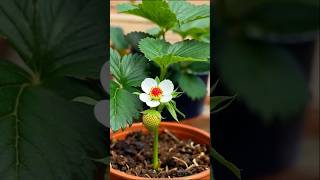 Strawberry time lapse