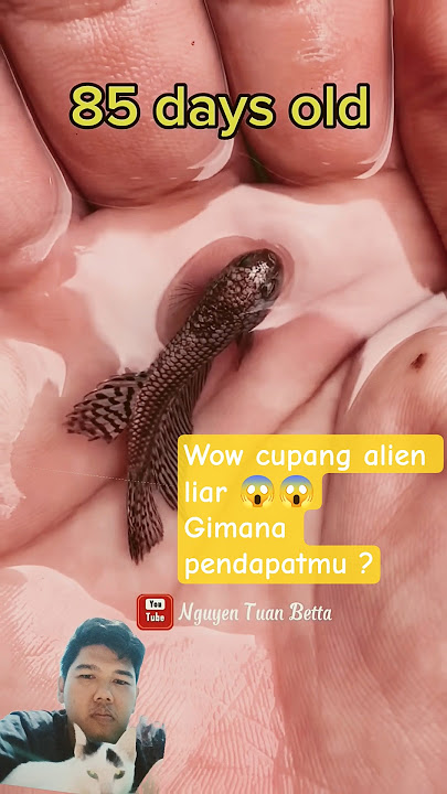 ikan cupang alien liar, apakah benar ?? #bettafish #shortsfish