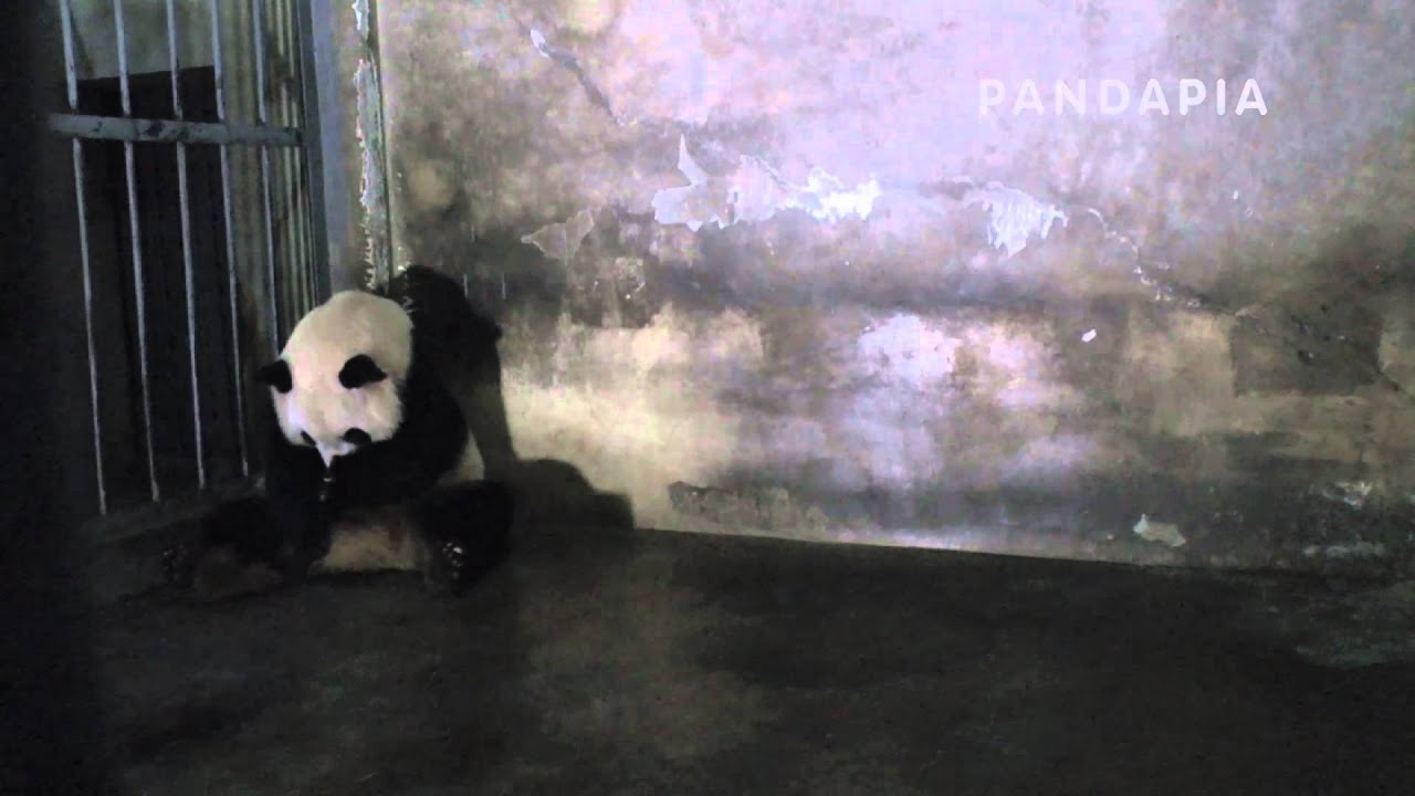 pandas merge pandapia 20140802-太陽室內-奇福-奇福生産 奇福不停的換姿勢，舔産道口，蹲在牆角，第一個孩子（七巧）出生了，奇福叼了好久才成功把孩子叼起來，並且還是不太會抱