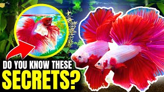 A Betta Fish Care Guide  For Beginners (And Vets)...