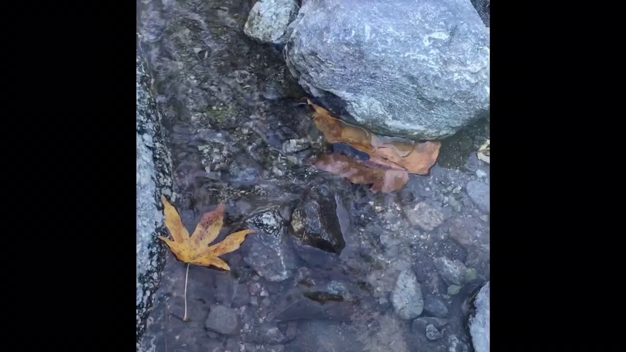 Nature Short Film -  Akeylah Johnson - Desert Daisy Visuals