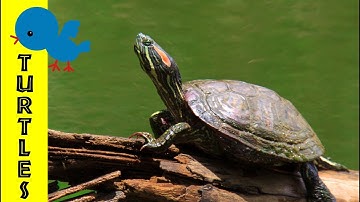 Turtles for Little Ones: Preschool Learning about Turtles for Kids - FreeSchool Early Birds