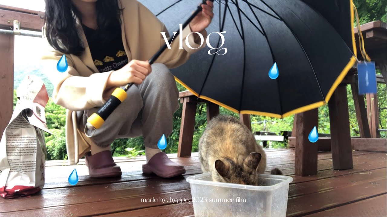 비오는 날 우리집에 찾아온 고양이🐱☔️ 20대 여성의 농장 일상
