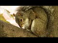 Squirrel sleeping in a tree