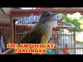 Masteran Ampuh Buat Cucak Jenggot Betina Kicau Pidong Mp3 - Mp4 Download