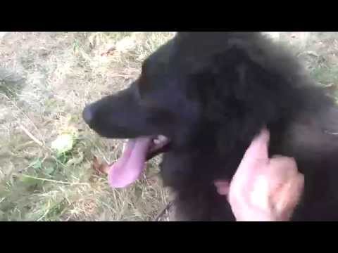 Видео: „Кучешка телевизия“, за да успокои кучешките души