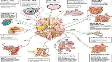Histology Practical [1]: Unlocking the Secrets of Tissues | Viral YouTube Mindmaps USMLE