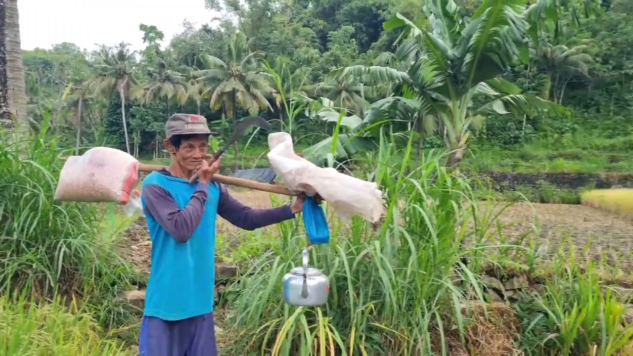 Semangat Pagi di Persawahan menjelang Panen dan Tanam ke 2 
