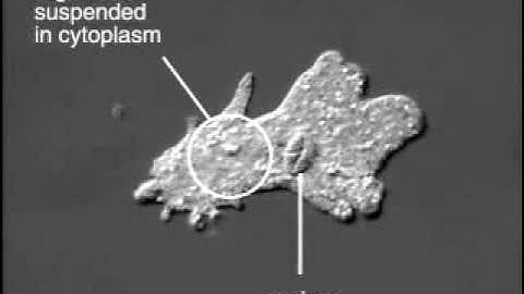 crawling amoeba
