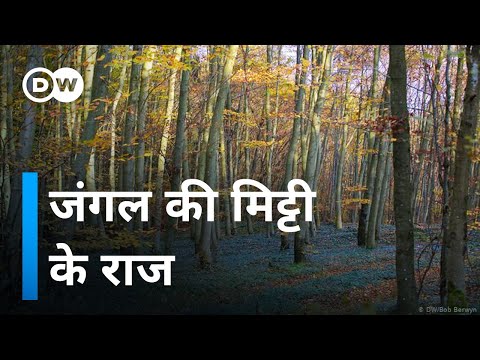 वीडियो: जंगल में किस प्रकार की मिट्टी होती है?