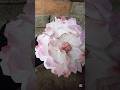 Dly tissue flower টিশু দিয়ে ফুল বানানো #shortvideo #craftboxx #viralvideo #craft #foryou #trending