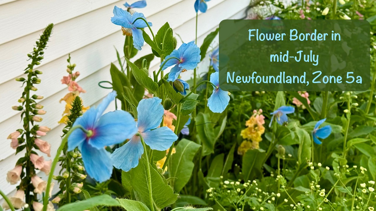 FlowerBorder in #July #Newfoundland #zone5 💐🩵 #BluePoppy