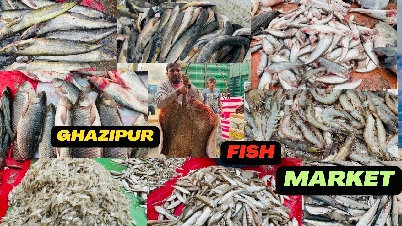 Delhi Ghazipur Machhli Market wholesale Fish Market Ghazipur wholesale Fish Market In Ghazipur
