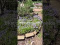 Make over Grand cover carpet #gardening #gardenplants #shorts