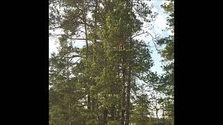 Aleksi Perälä - FI3AC2140070