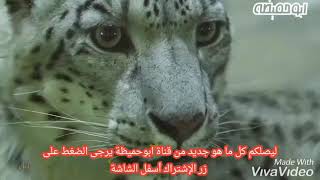 قناة ابوحميظة الفضائية سلام سلام ك مسك الختام - غردها