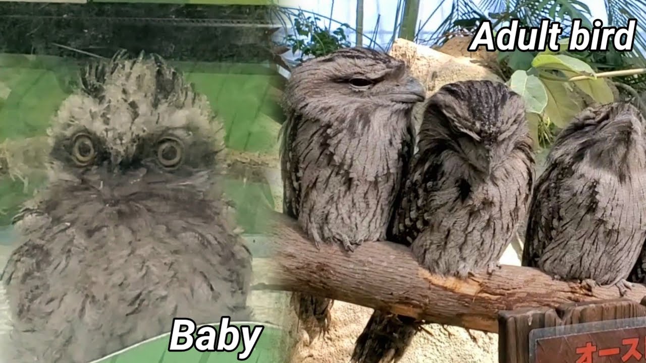 ガマグチヨタカのヒナが誕生。Baby Tawny Frogmouth 神戸どうぶつ王国