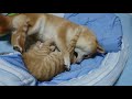 【猫と犬のプロレス】仲良し2人。柴犬 一五と燐五と茶虎猫ちゃこ。
