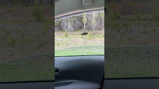 Black bear in Banff, Alberta