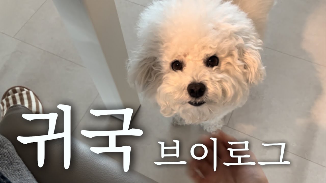 [🇩🇪 유학생 브이로그] 언니 결혼식 때문에 한국 귀국했습니다 (feat. 비행기 지연 될까봐 쫄았지만 티 안냄주의)