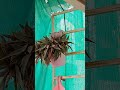 ये घोंसला बनाने की तैयारी कर रही है।#ytshorts #birds #pigeon #nest #pigeonlife #birdlover #birdlife