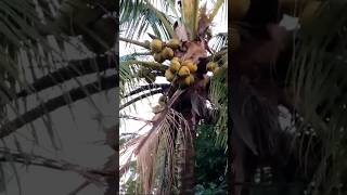 mongkey take coconut || indonesia village life