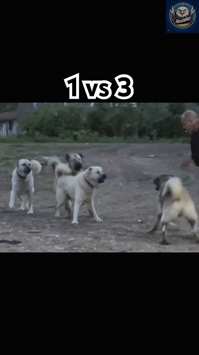 1 Kangal vs 3 Dogs – Can the Legend Handle It Alone?