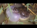 Anfíbios vocalizando / amphibians vocalizing.