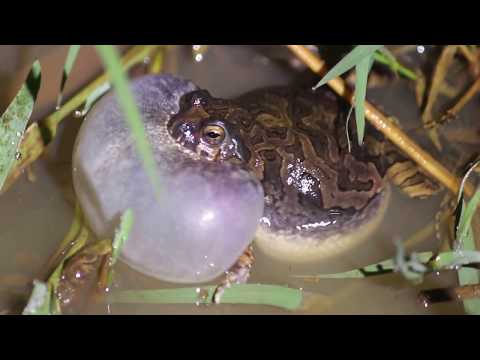 Vídeo: Reed sapo: habitat, descrição, foto